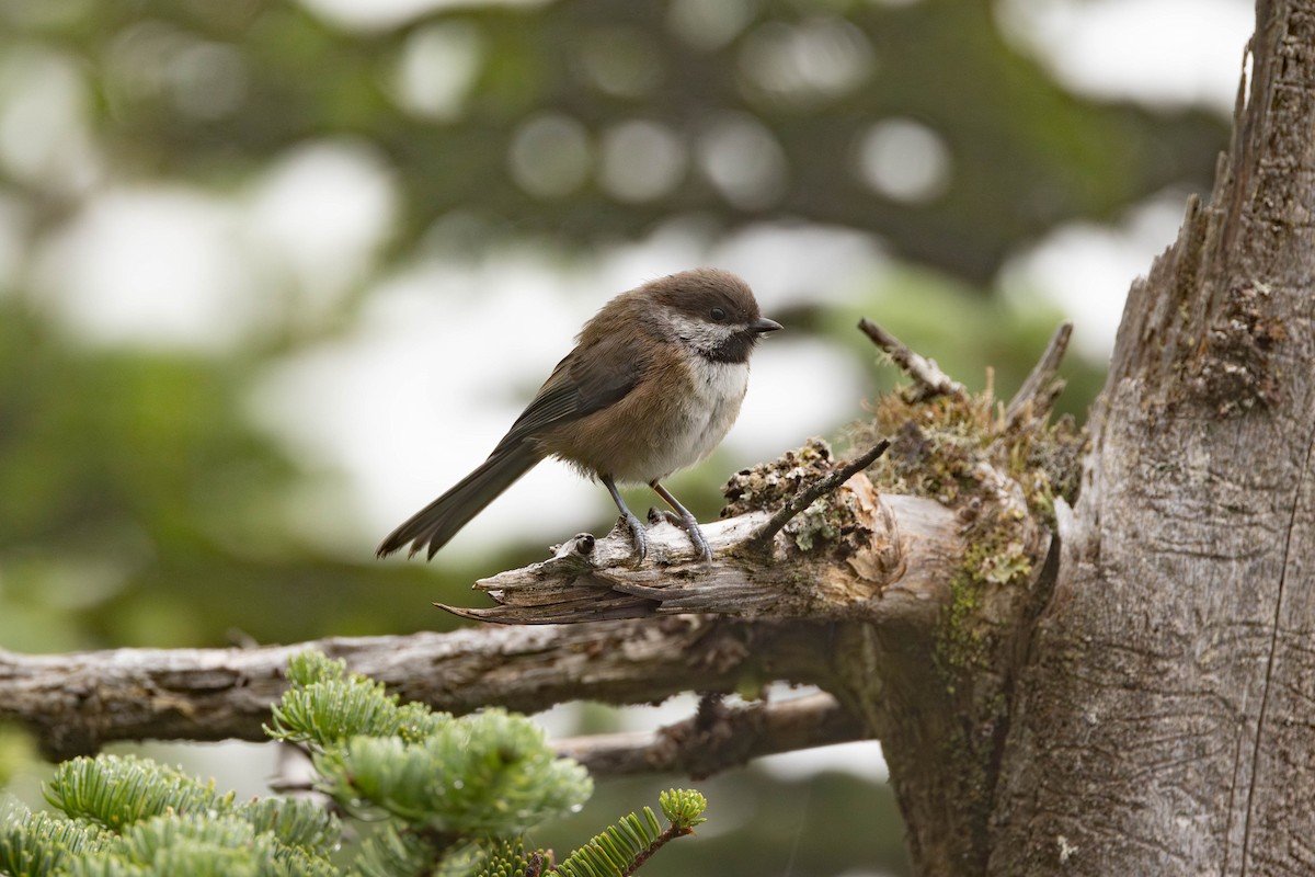 Boreal Chickadee - ML622697467