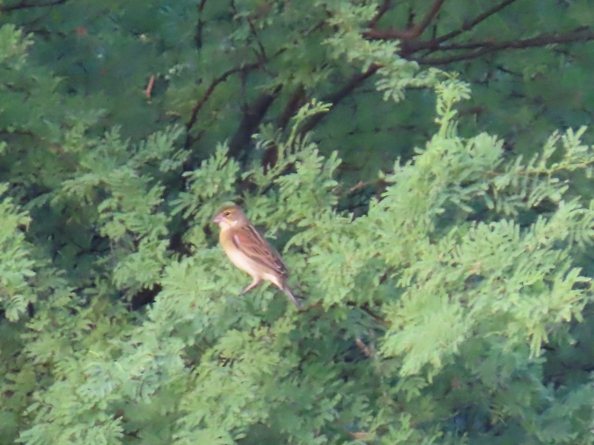 Dickcissel - ML622697488