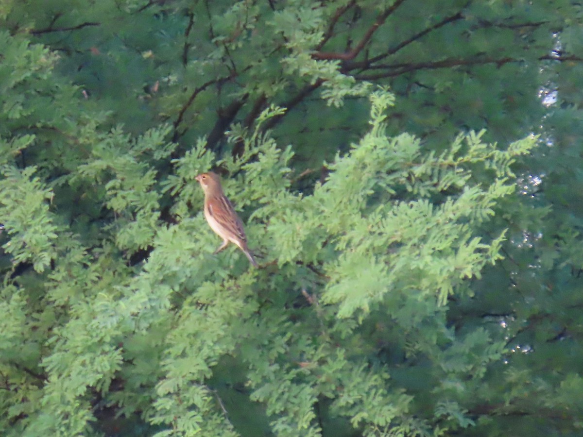 Dickcissel - ML622697499