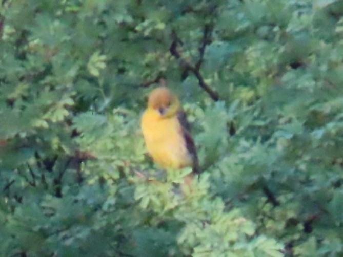 Orchard Oriole - ML622697552