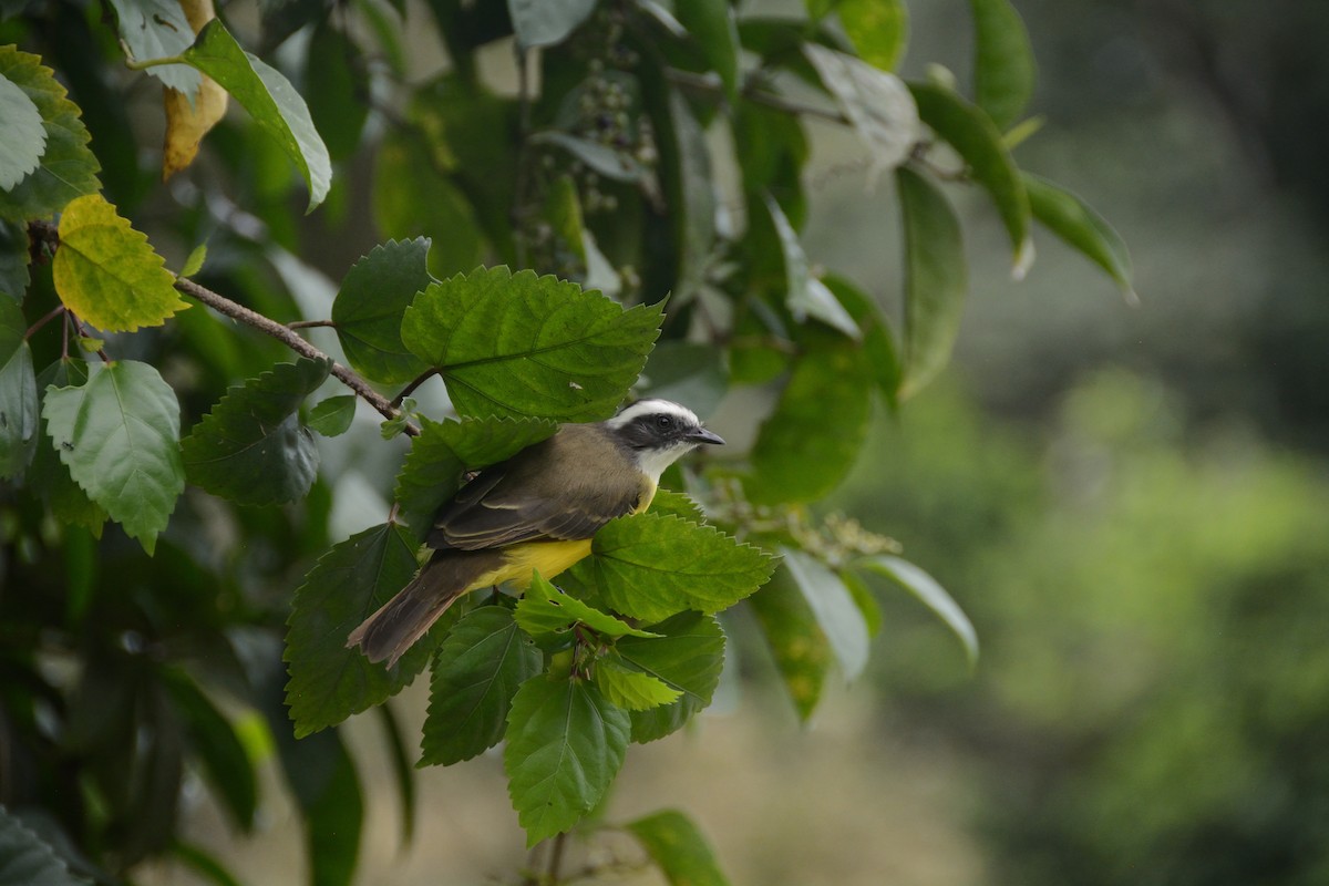 White-ringed Flycatcher - ML622697668