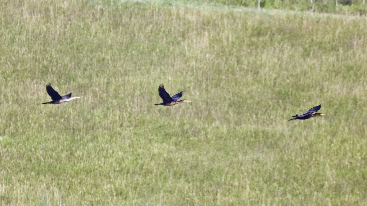 Double-crested Cormorant - ML622697720