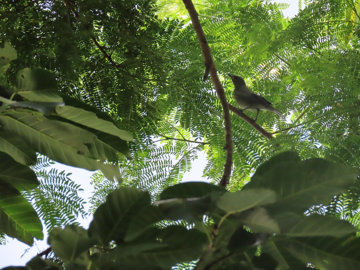 Pale-breasted Thrush - ML622697788