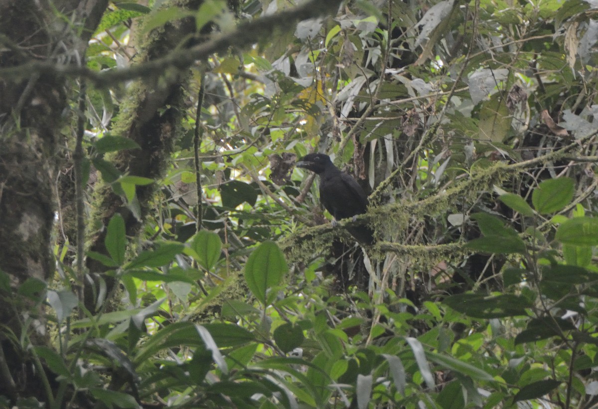 Bare-necked Umbrellabird - ML622697882