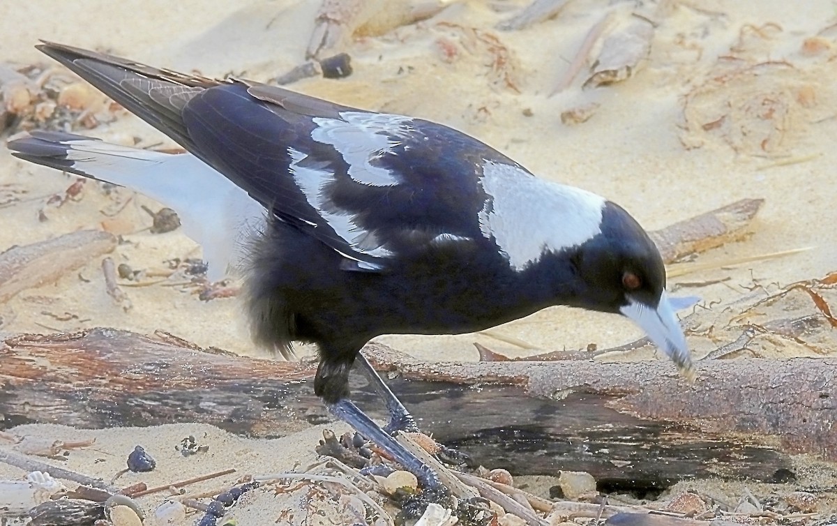 Australian Magpie - ML622697951