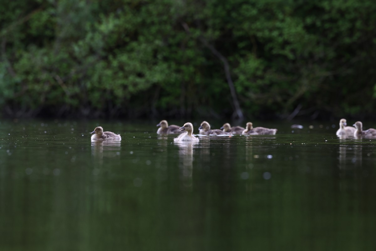 Graylag Goose - ML622698016