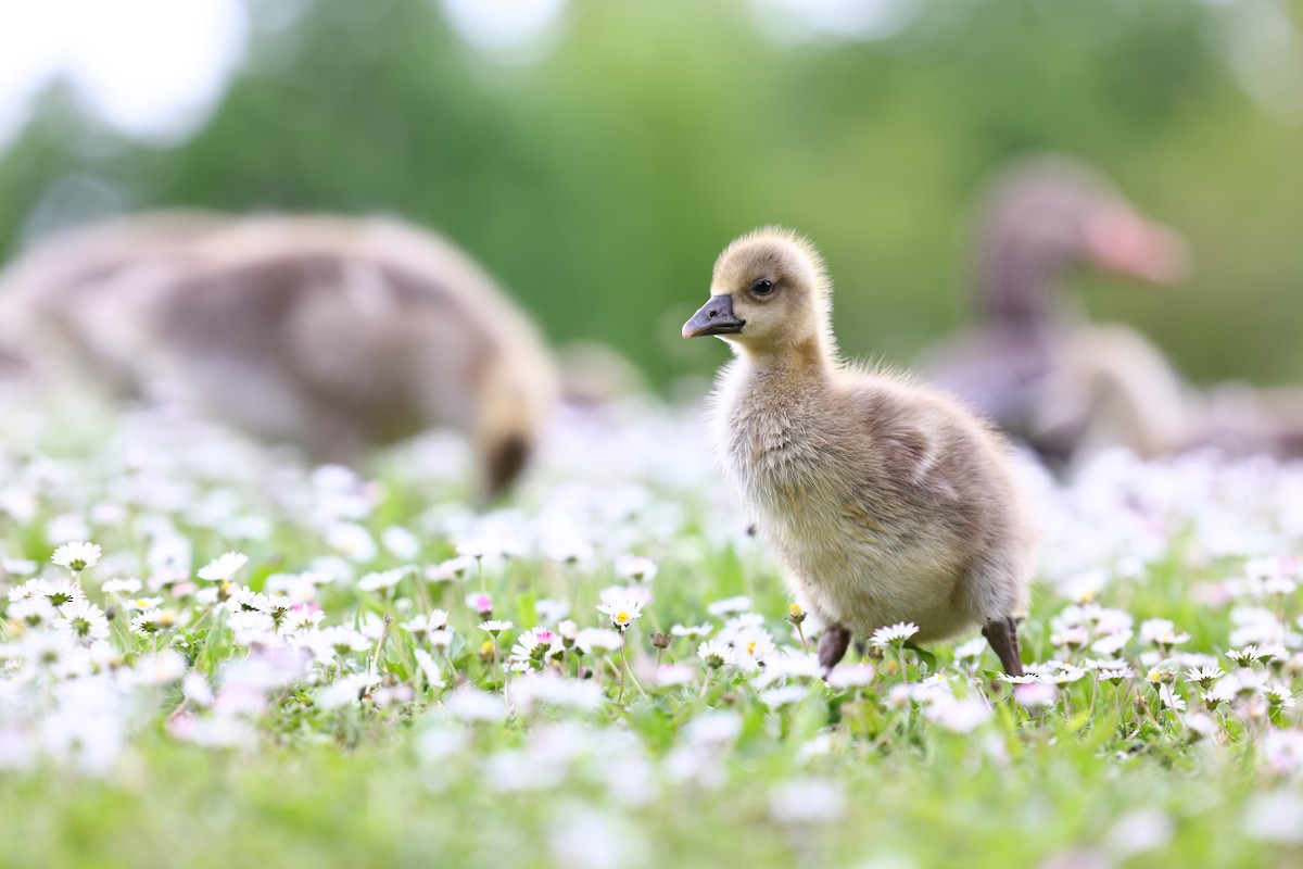 Graylag Goose - ML622698018