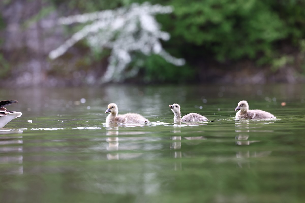 Graylag Goose - ML622698019