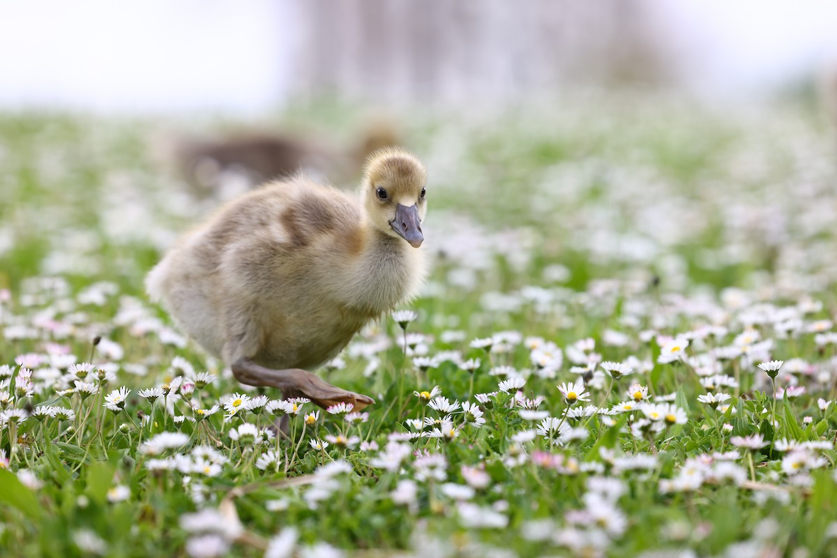 Graylag Goose - ML622698020