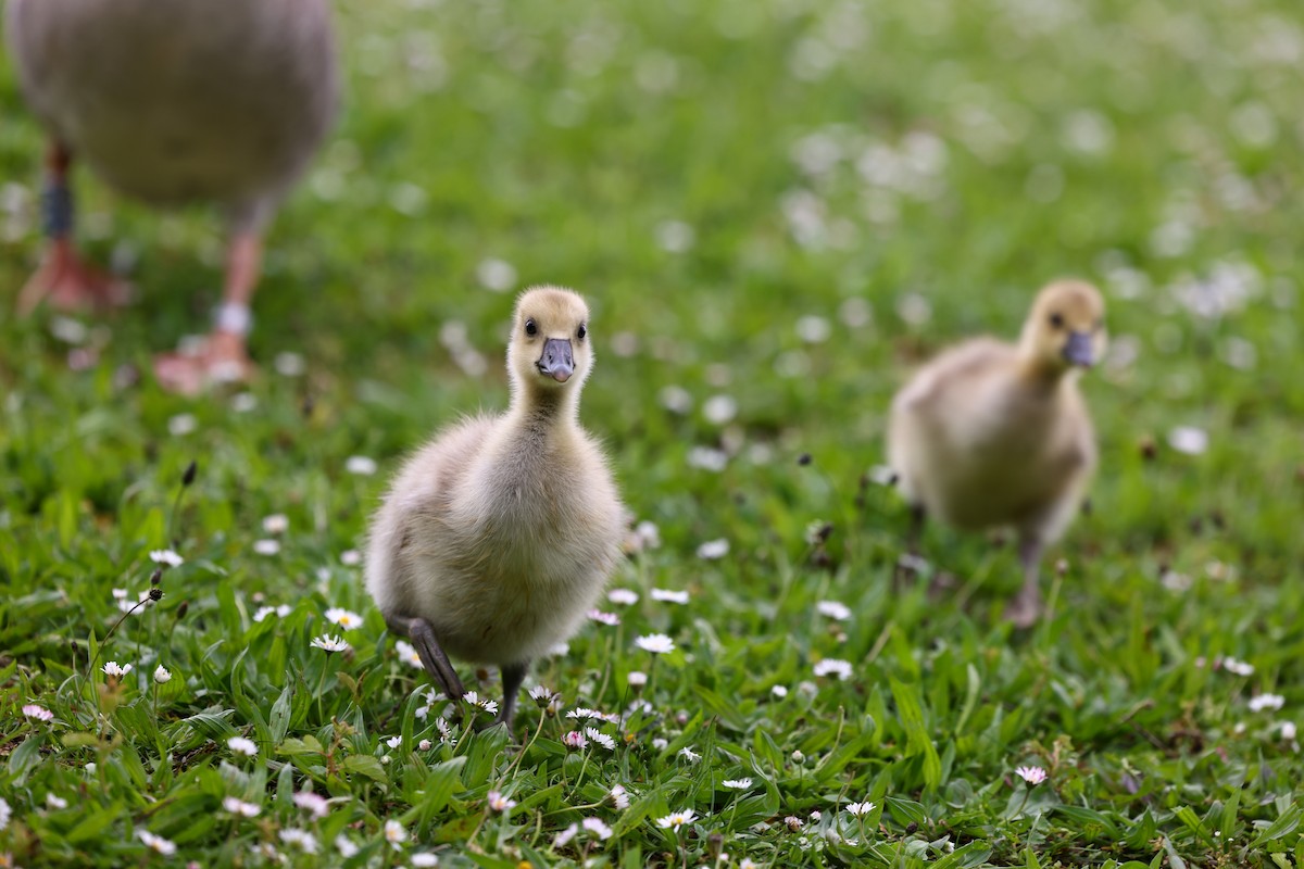 Graylag Goose - ML622698021