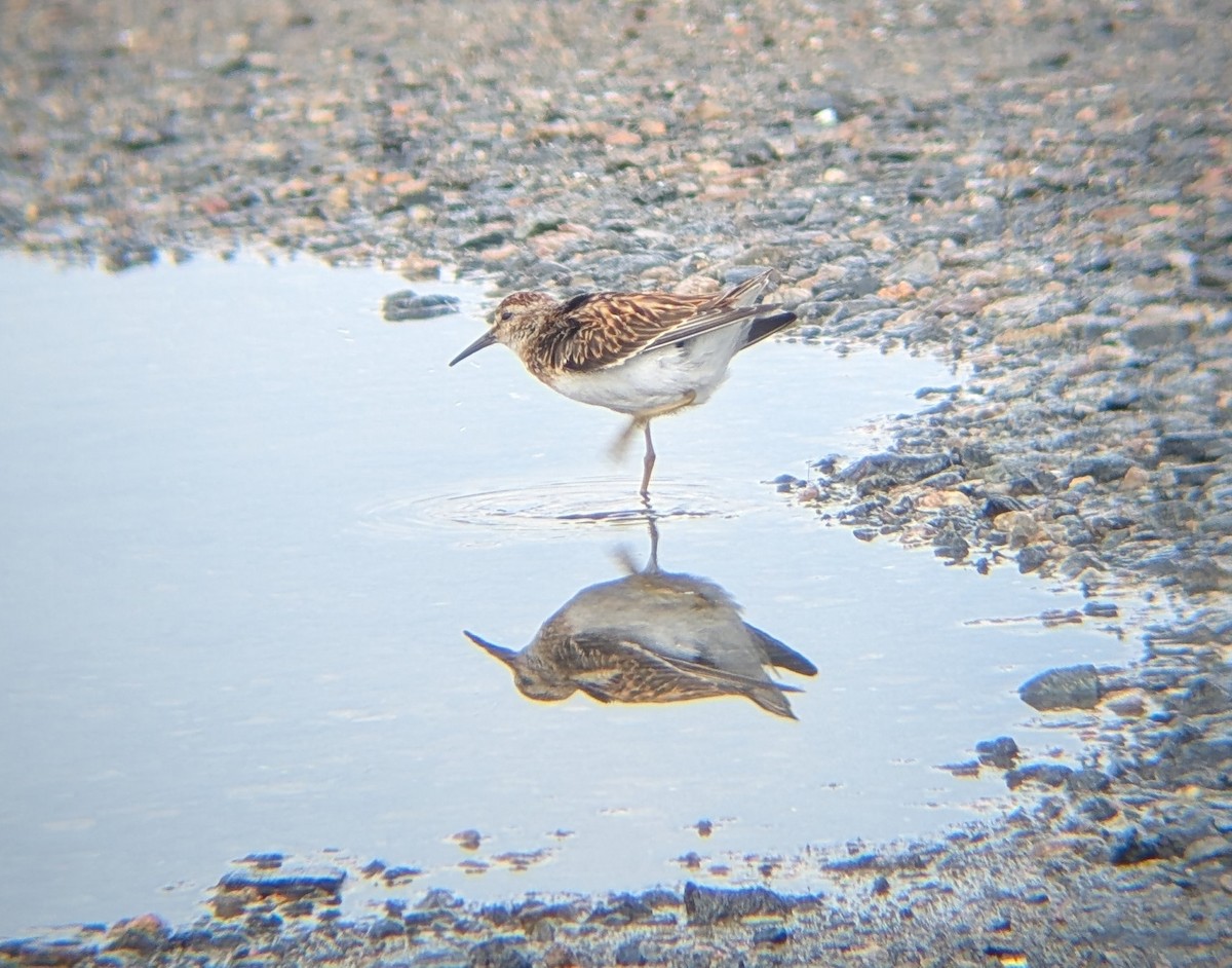 Least Sandpiper - ML622698030