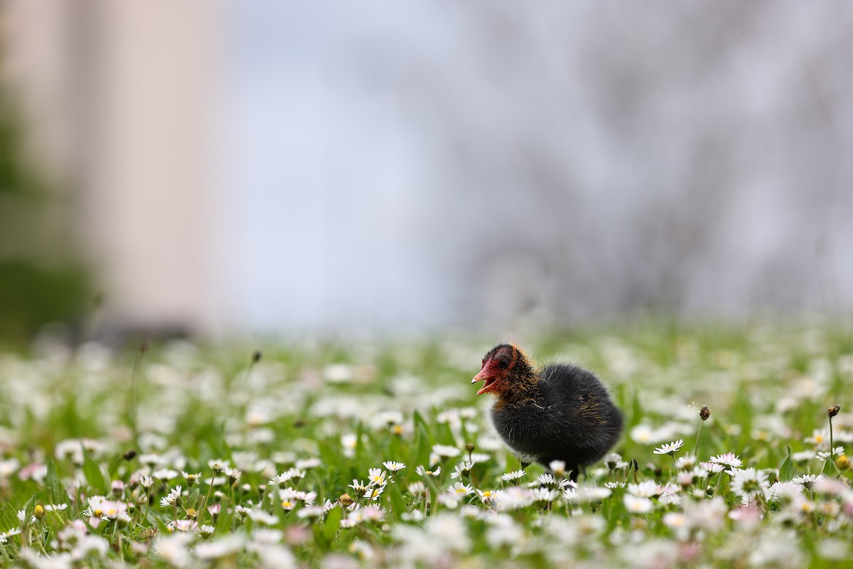 Eurasian Coot - ML622698060