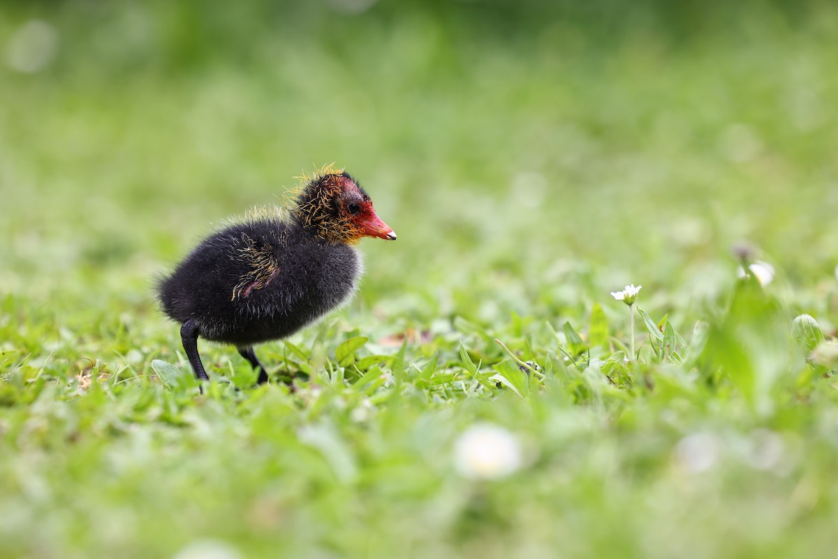 Eurasian Coot - ML622698061