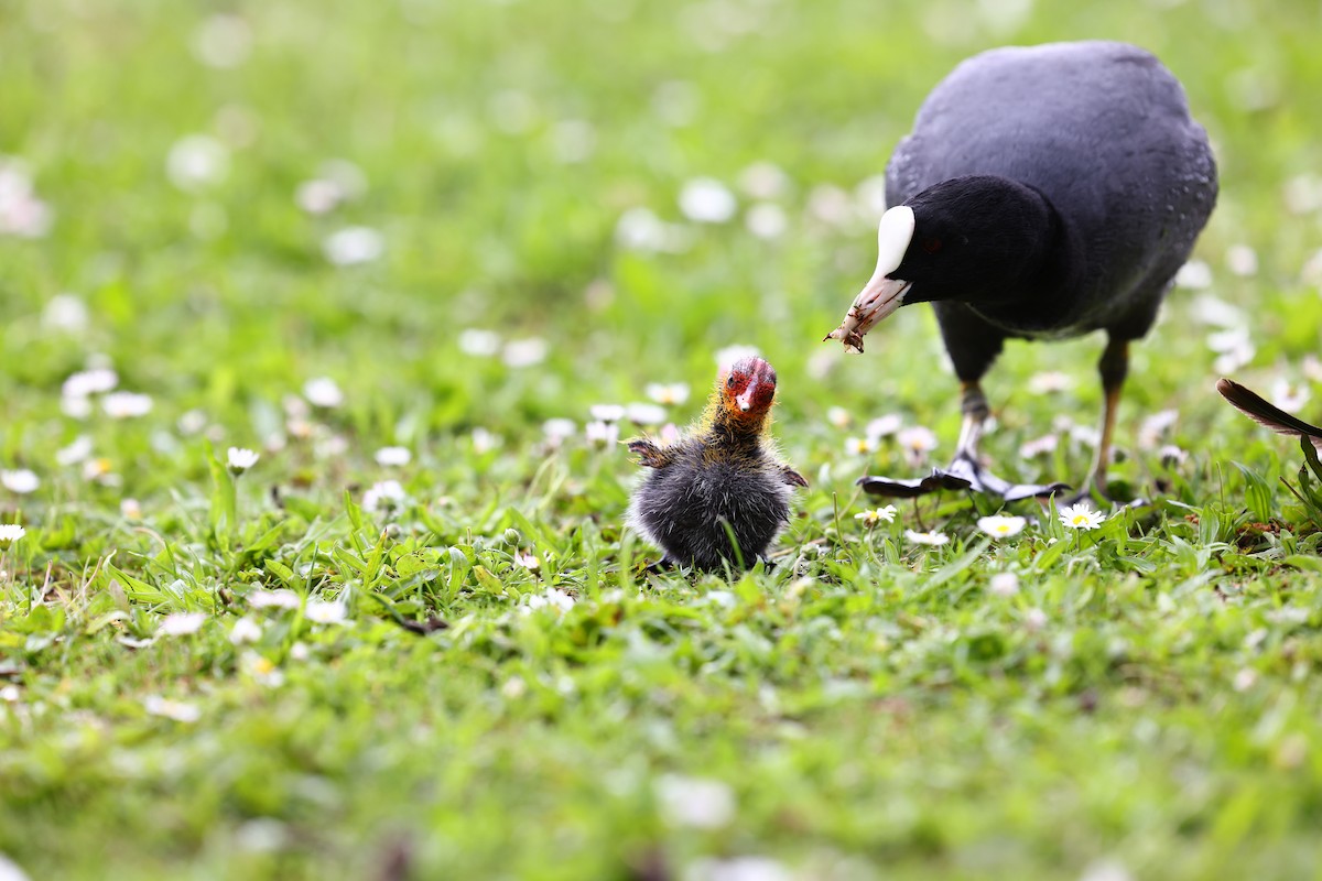 Eurasian Coot - ML622698063