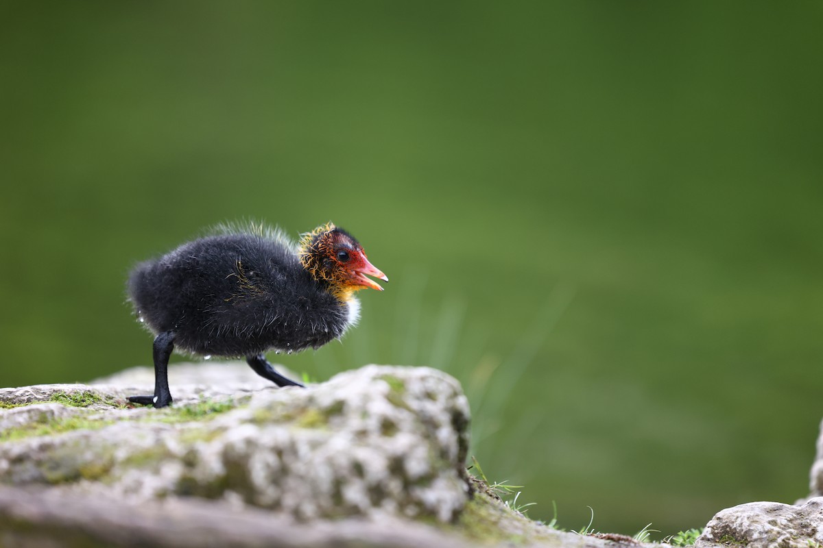 Eurasian Coot - ML622698064