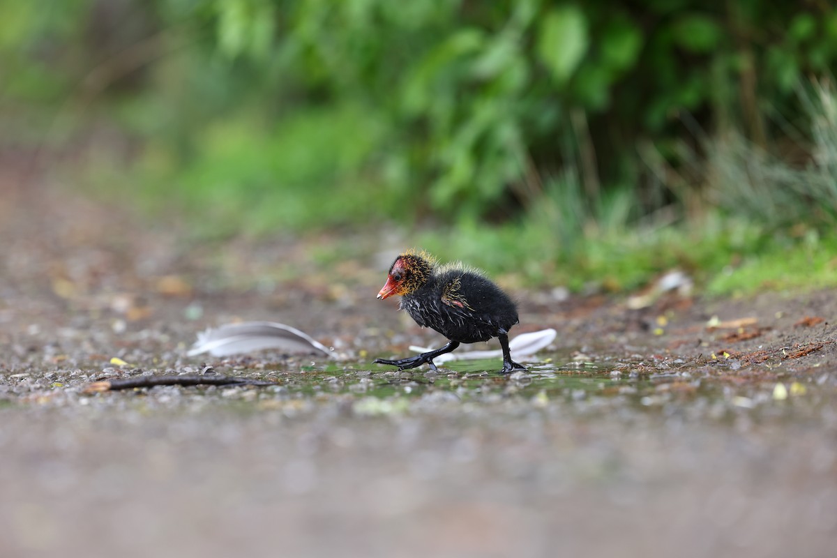 Eurasian Coot - ML622698065