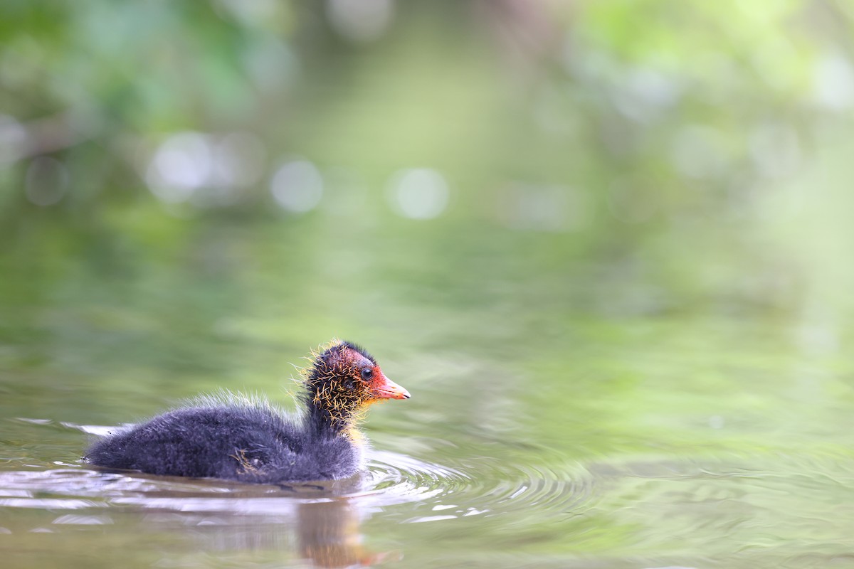 Eurasian Coot - ML622698066