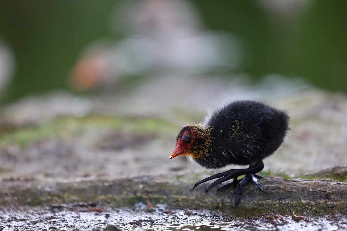 Eurasian Coot - ML622698067