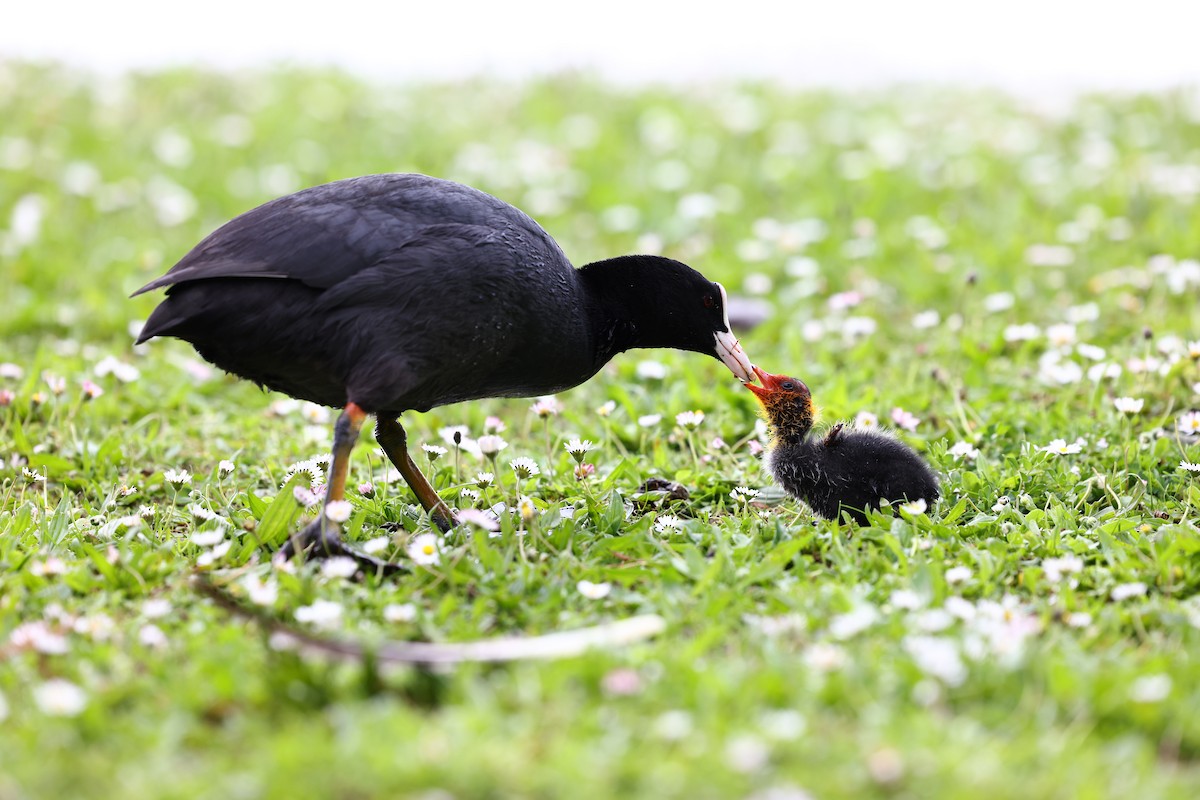 Eurasian Coot - ML622698069