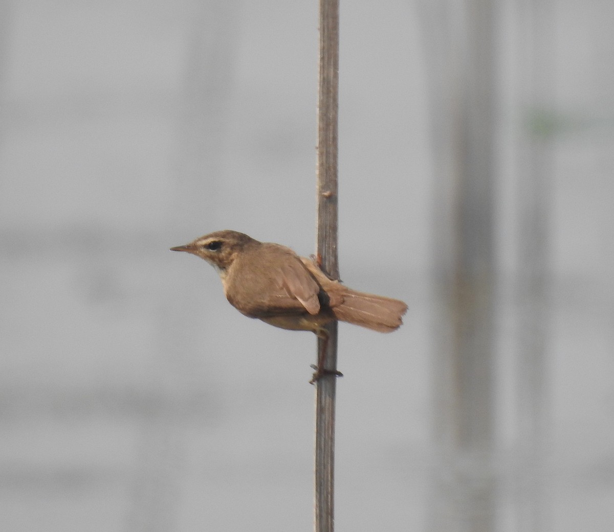 Dusky Warbler - ML622698224