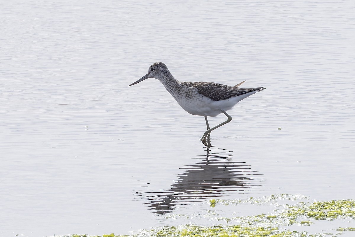 Common Greenshank - ML622698243