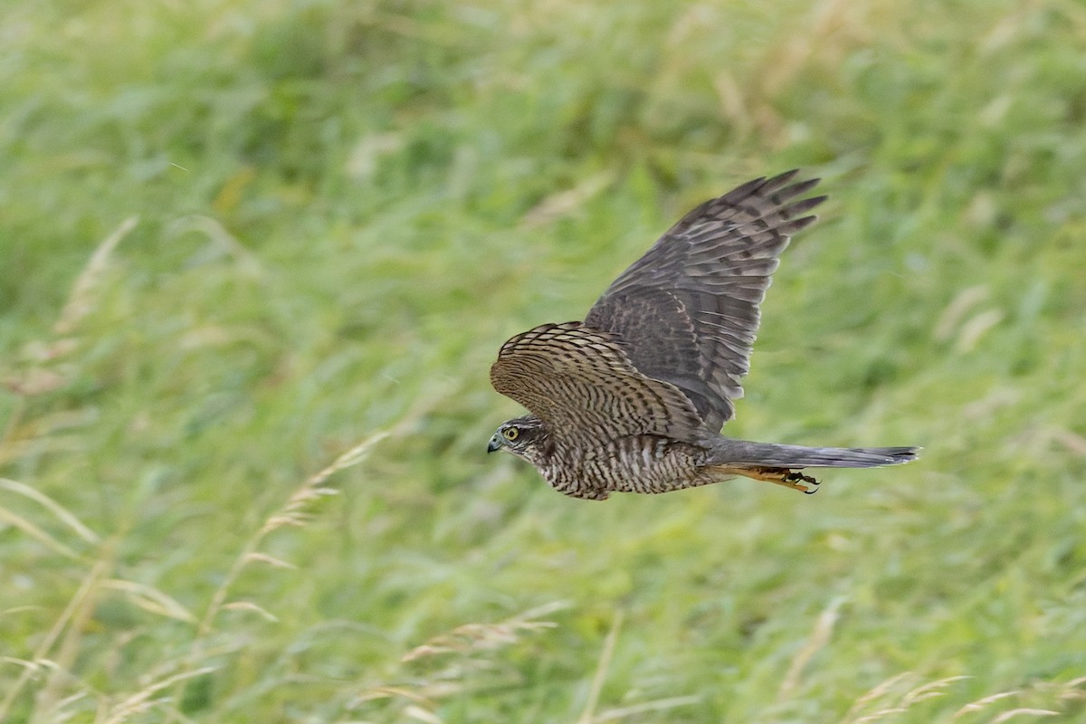 Eurasian Sparrowhawk - ML622698299