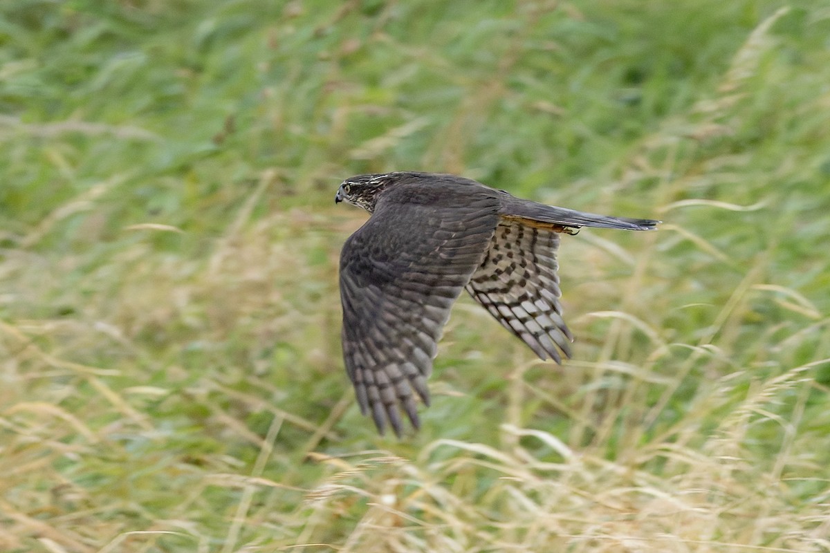 Eurasian Sparrowhawk - ML622698300