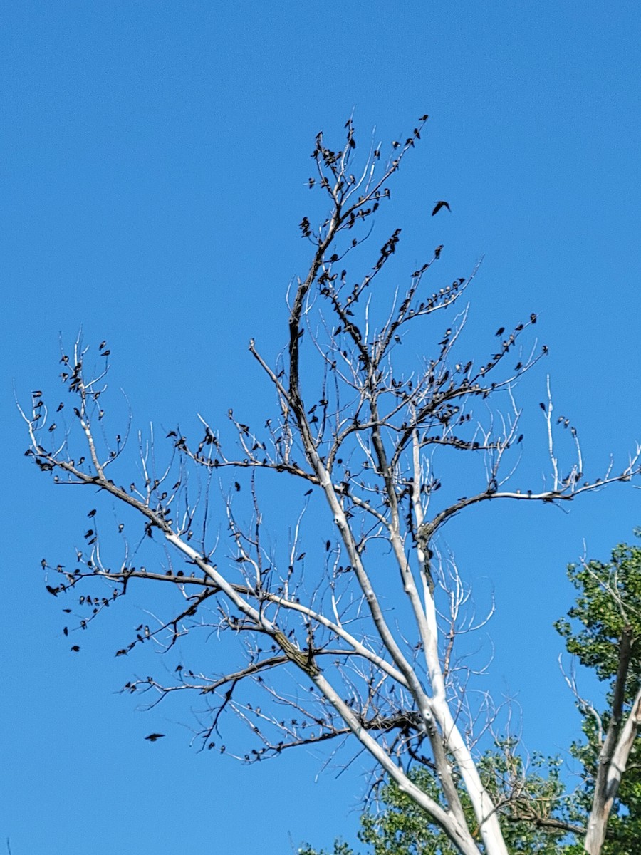 Purple Martin - ML622698322