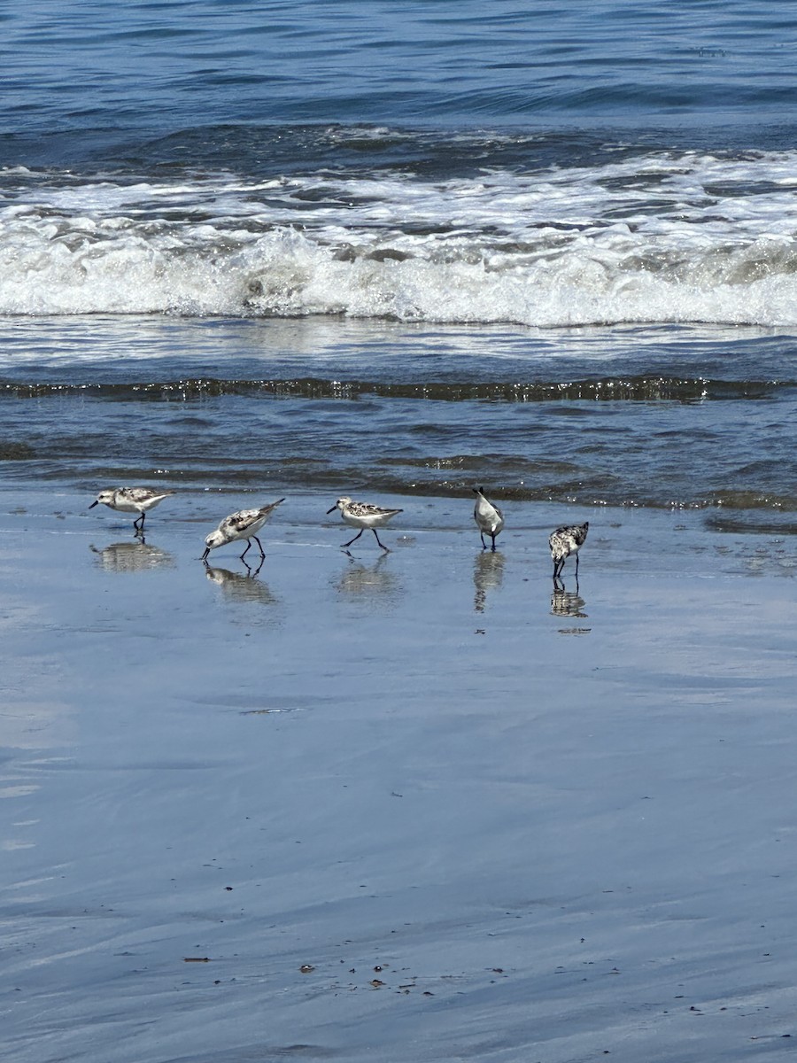 Sanderling - Curtis Stewart