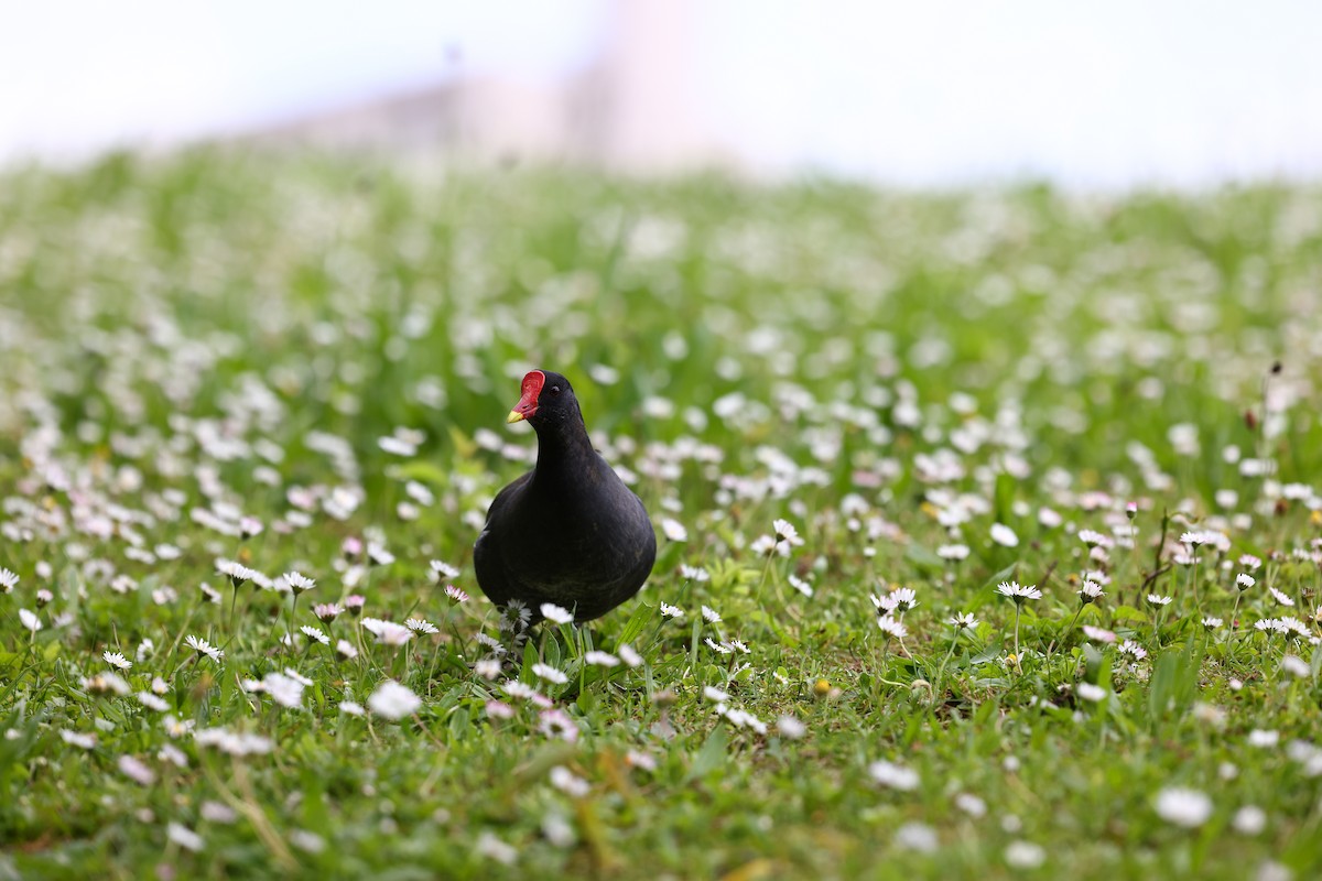 Eurasian Moorhen - ML622698410