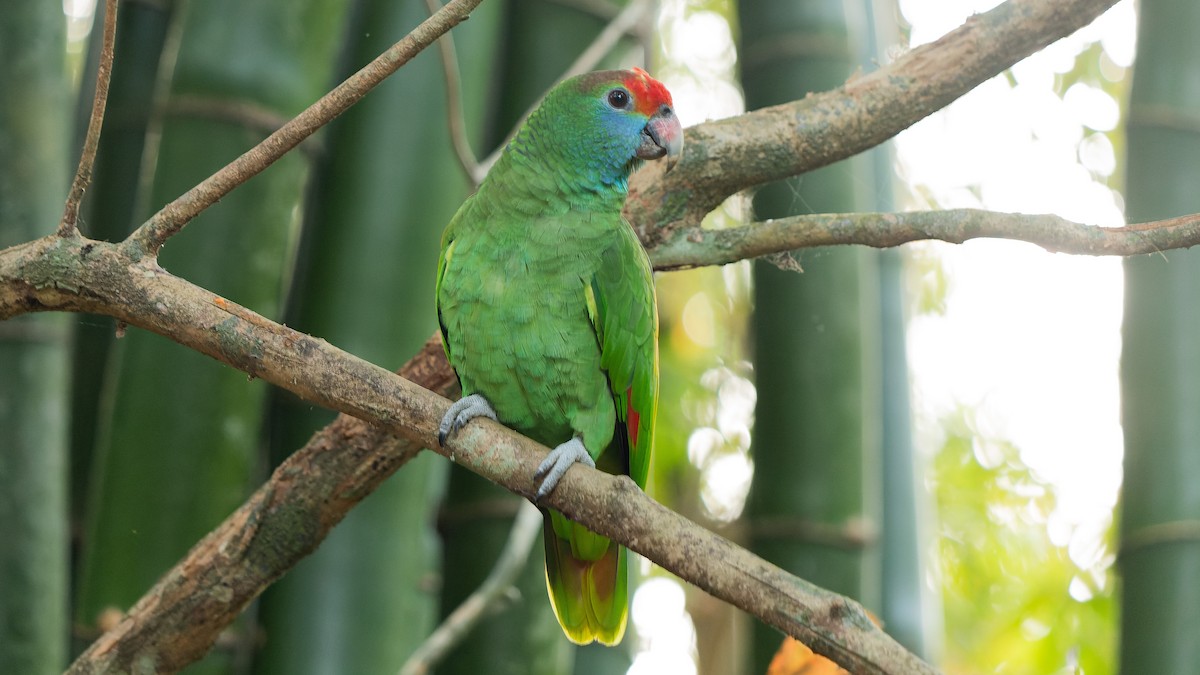 Red-browed Parrot - ML622698417