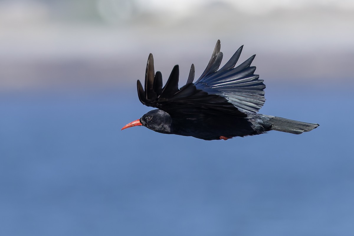 Red-billed Chough - ML622698428