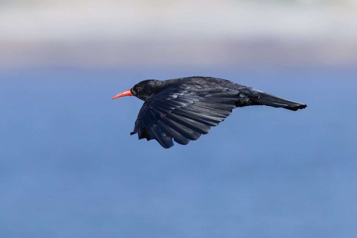 Red-billed Chough - Graham Ella