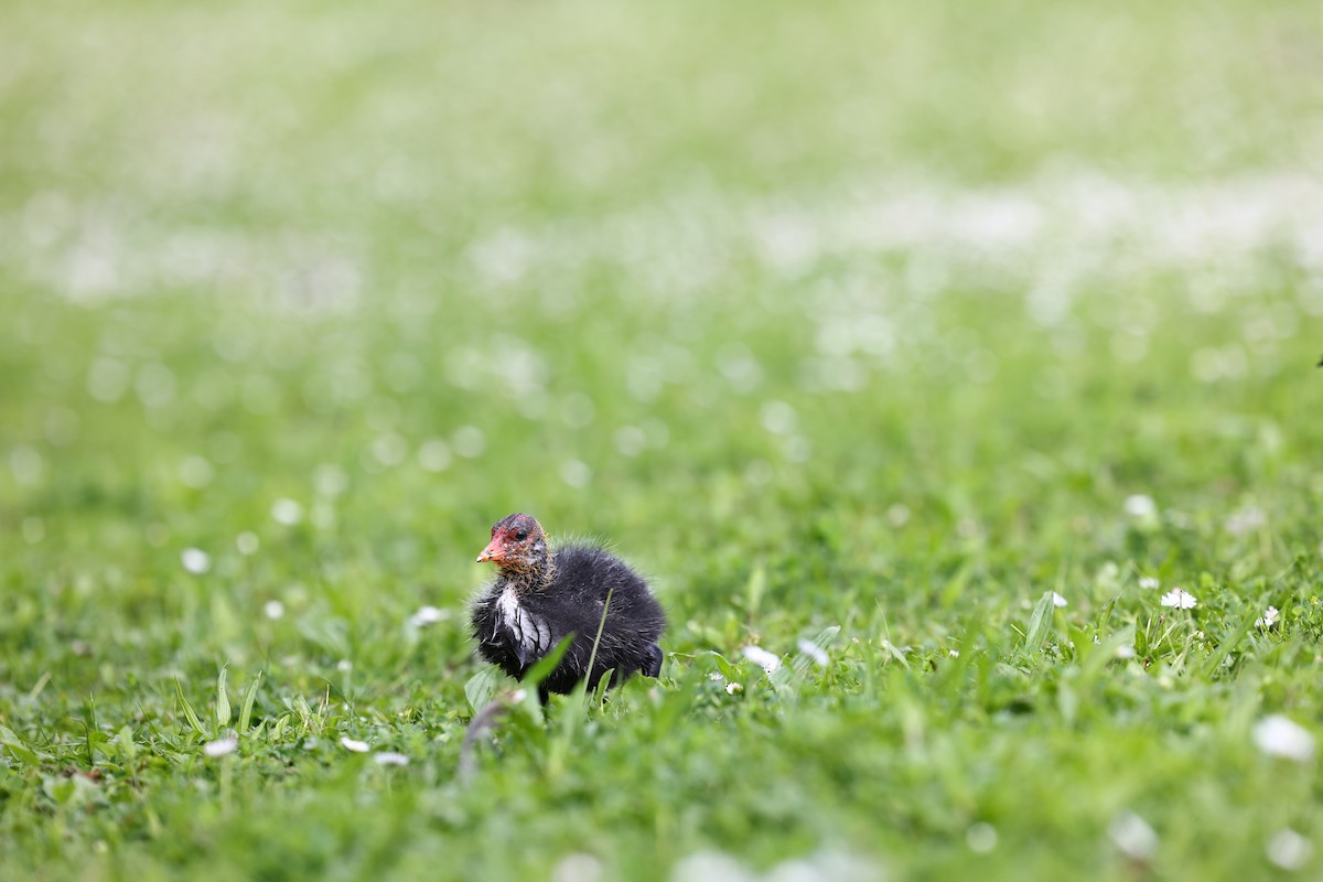 Eurasian Coot - ML622698430