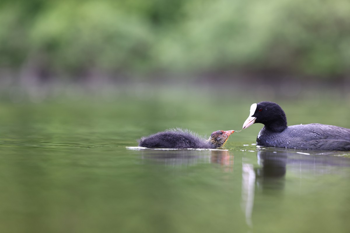 Eurasian Coot - ML622698434