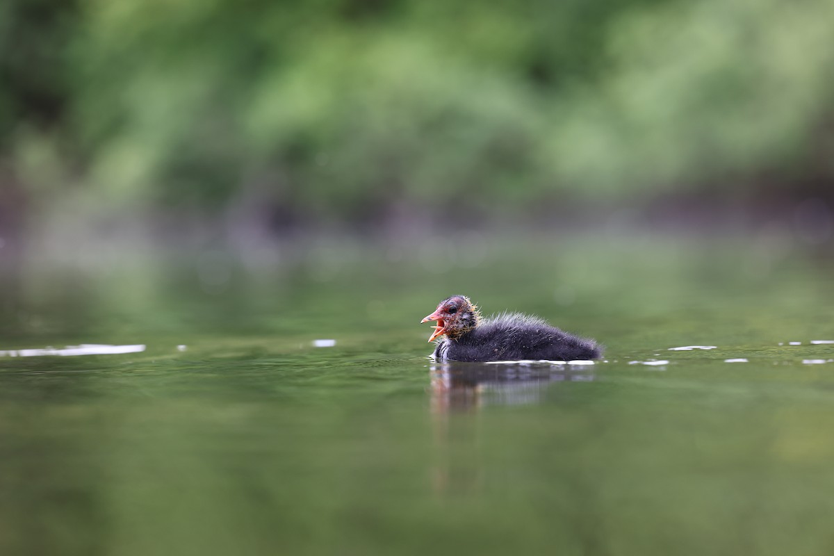 Eurasian Coot - ML622698435