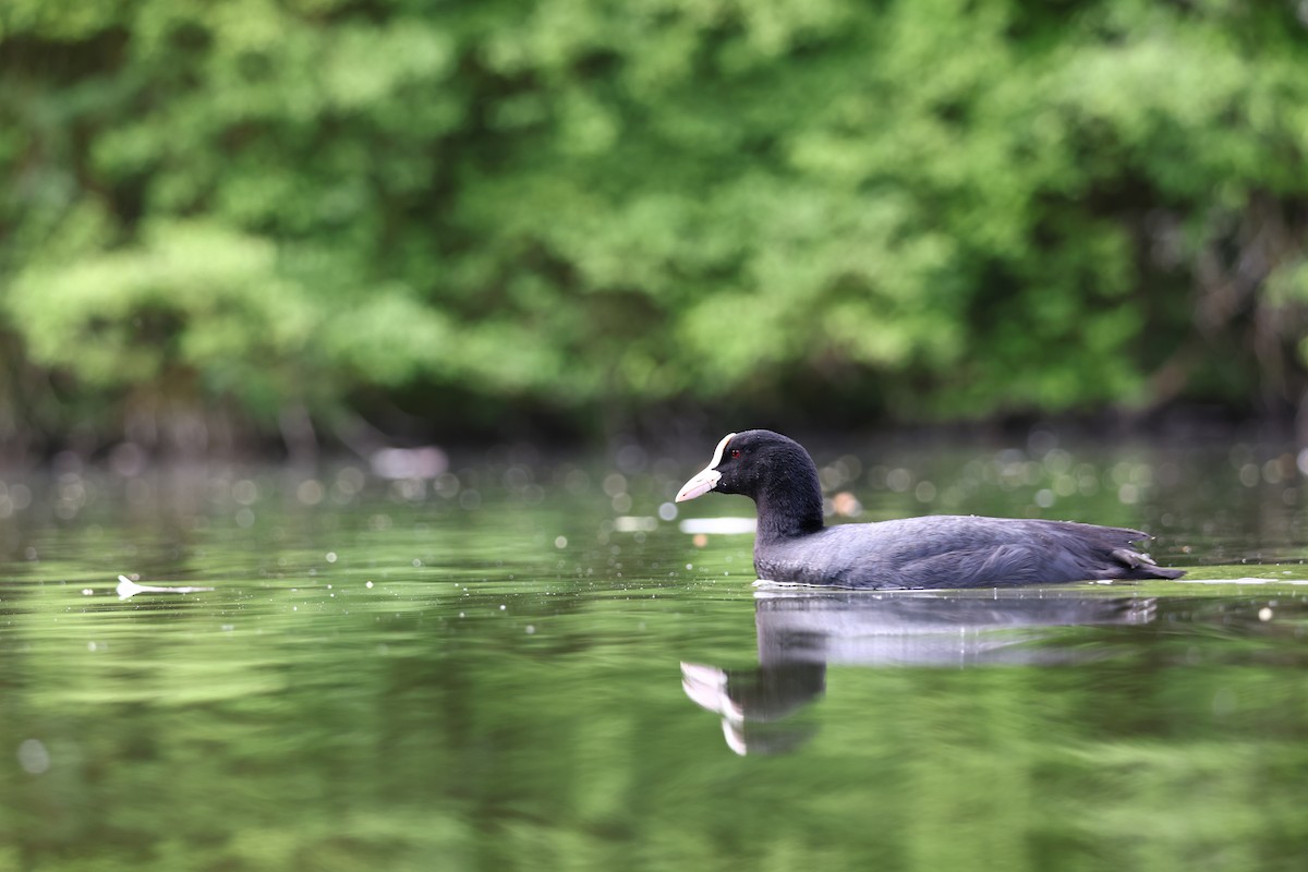 Eurasian Coot - ML622698436