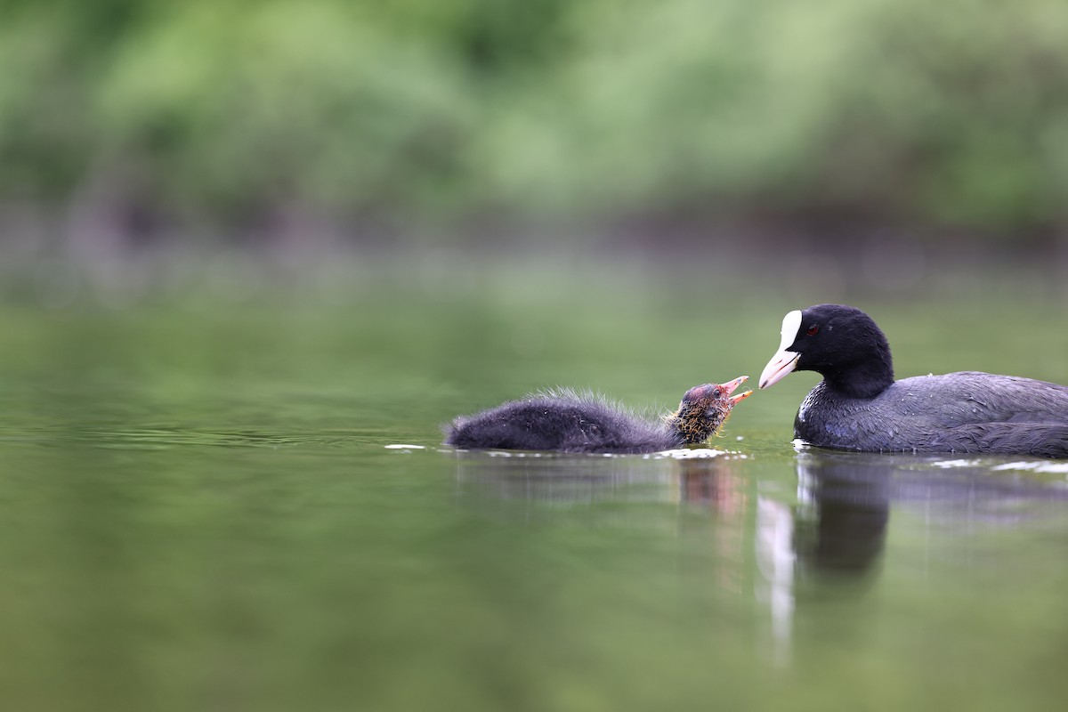 Eurasian Coot - ML622698437