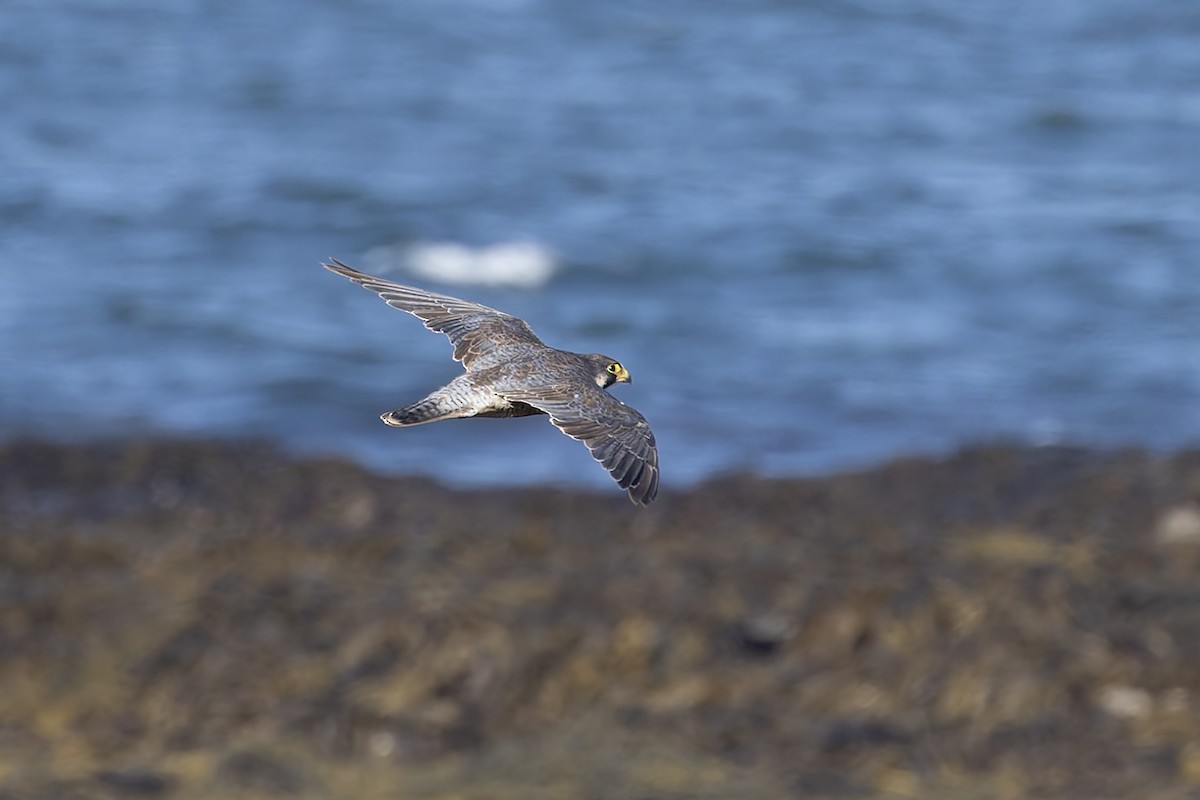 Peregrine Falcon - ML622698454