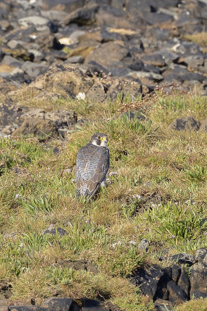 Peregrine Falcon - ML622698455