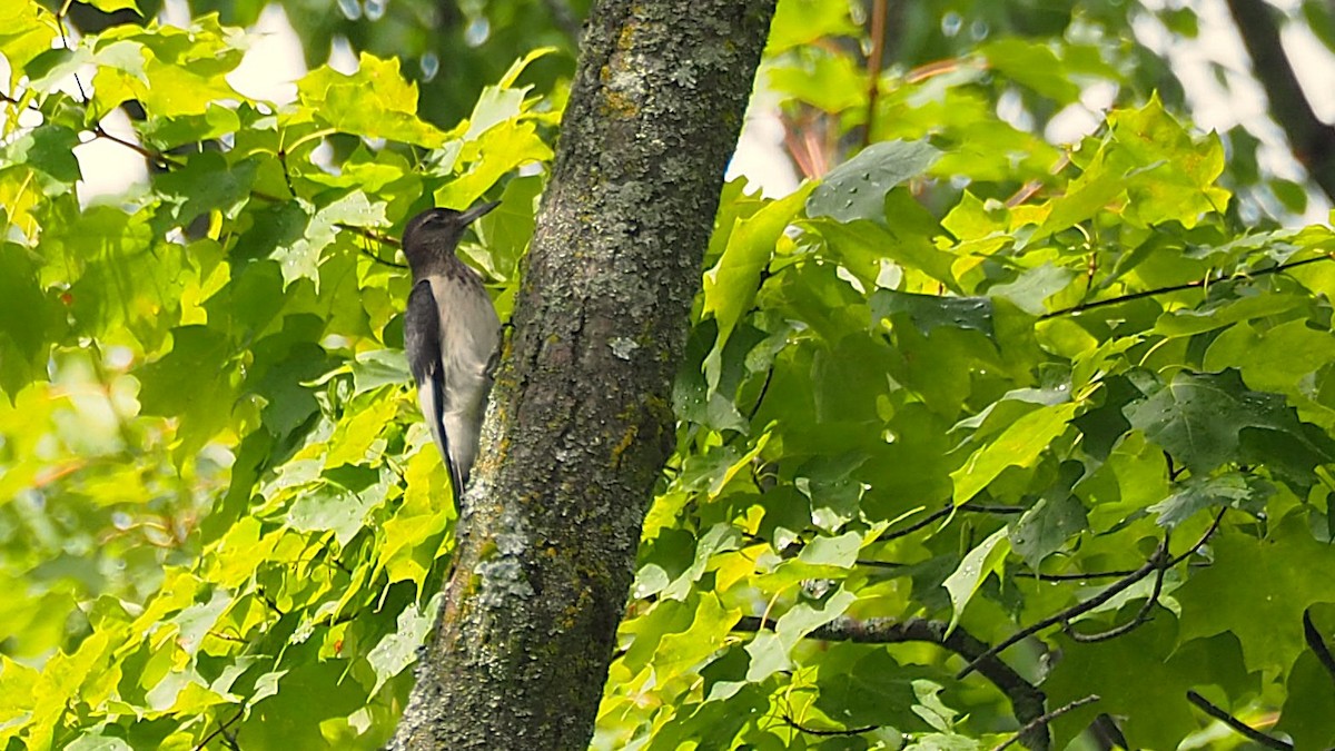 Red-headed Woodpecker - ML622698461