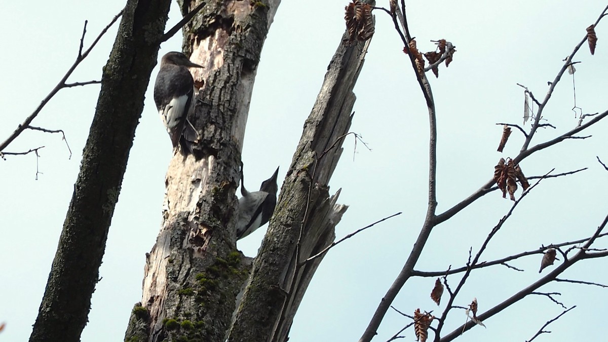 Red-headed Woodpecker - ML622698462