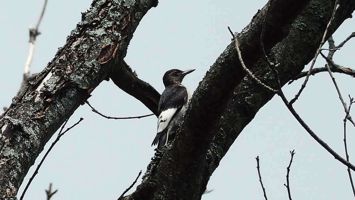 Red-headed Woodpecker - Ken MacDonald