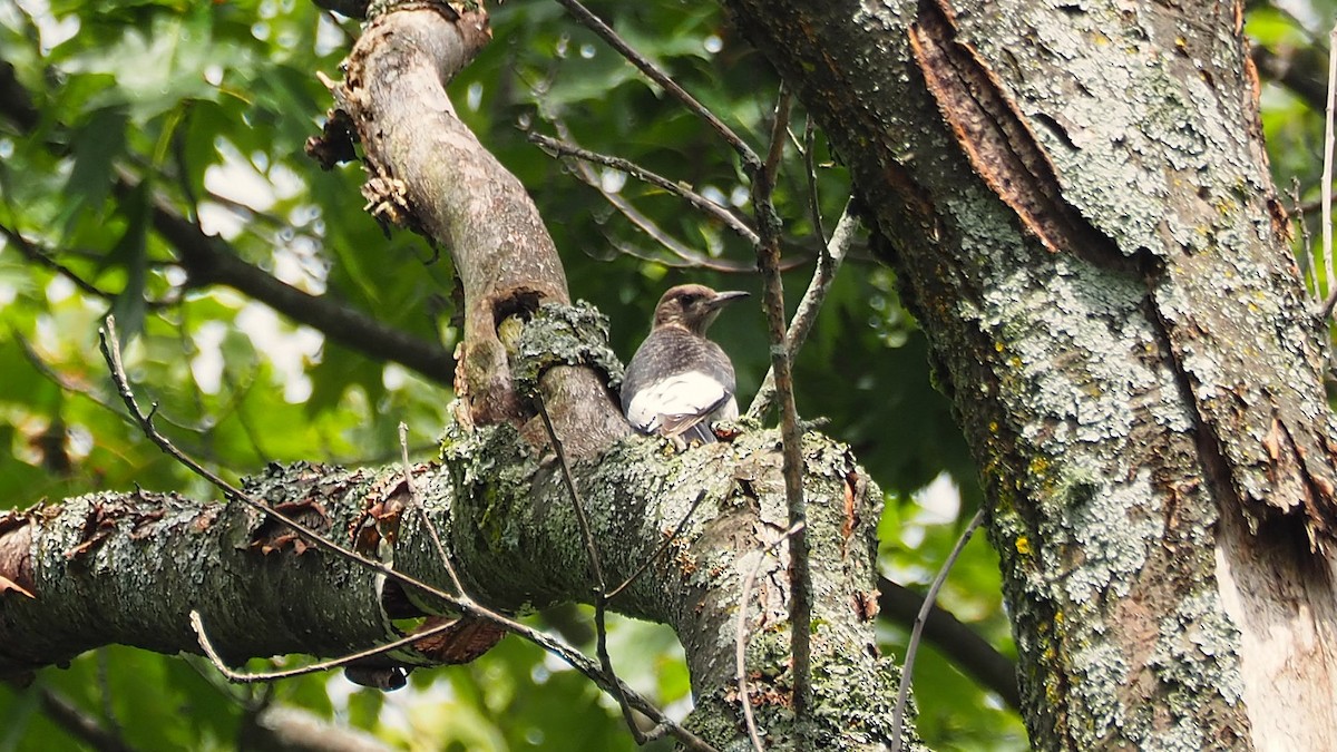 Red-headed Woodpecker - ML622698464