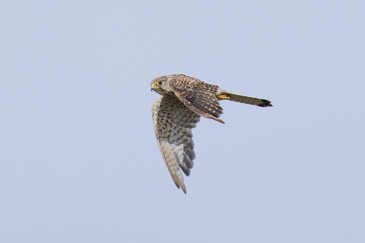 Eurasian Kestrel - ML622698473