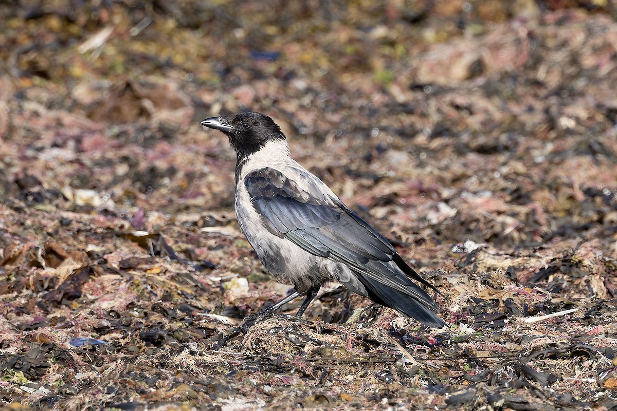 Hooded Crow - ML622698527