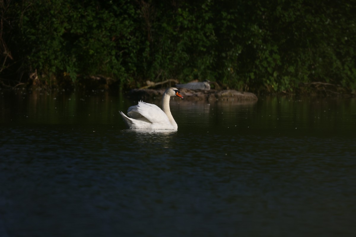 Mute Swan - ML622698535