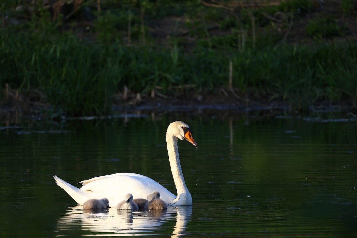 Mute Swan - ML622698537