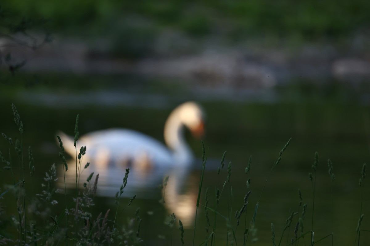 Mute Swan - ML622698538