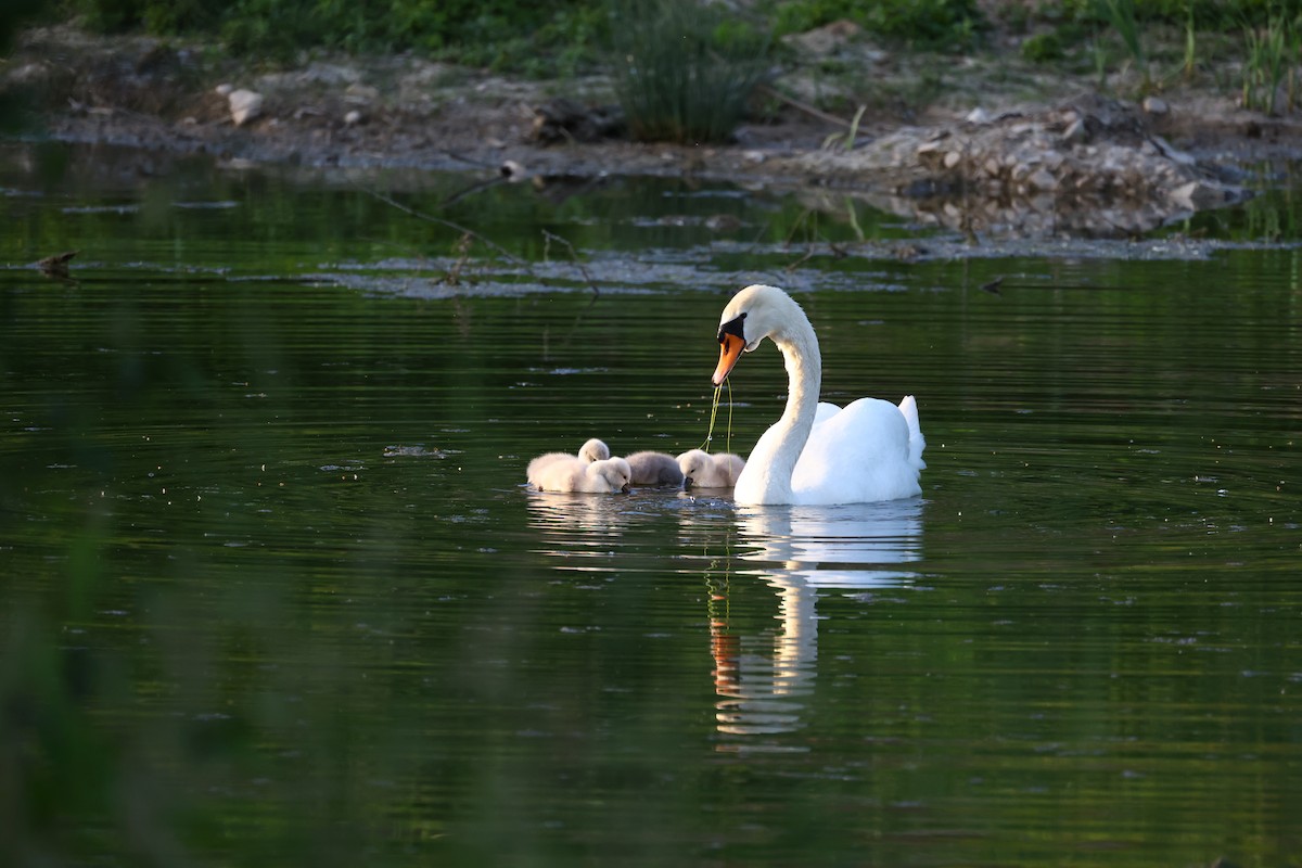 Mute Swan - ML622698543